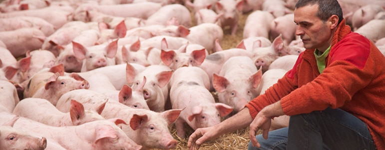 Photo éleveur avec ses cochons