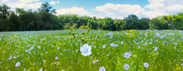 Photo champ de fleur